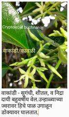 Cryptolepis buchananii
