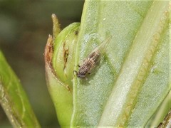 Bactericera cockerelli