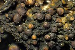 Collema subnigrescens