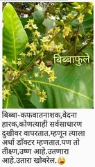 Semecarpus anacardium