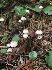 Mycena clavicularis