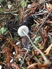 Mycena clavicularis