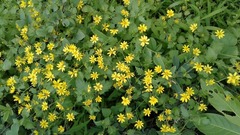 Senecio bombayensis