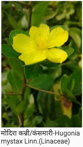 Hugonia mystax · iNaturalist