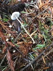 Mycena clavicularis