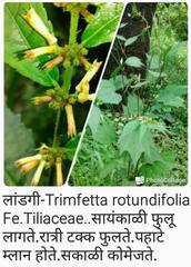 Triumfetta rotundifolia