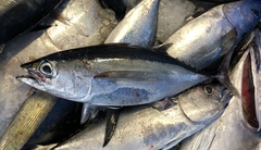 Thunnus atlanticus