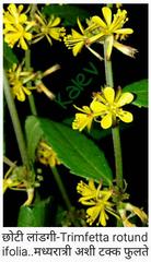 Triumfetta rotundifolia