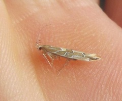 Pyroderces apparitella