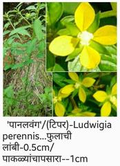 Ludwigia perennis