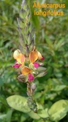 Alysicarpus longifolius