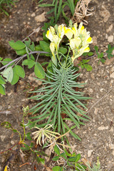 Linaria