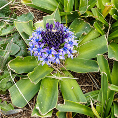 Scilla peruviana
