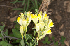 Linaria