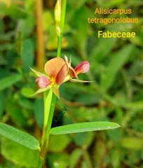 Alysicarpus tetragonolobus