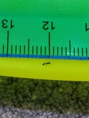 Monomorium minimum