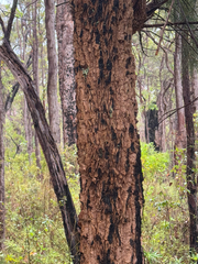 Karri She-oak (Allocasuarina decussata)