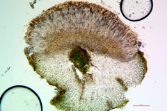 Collema subnigrescens