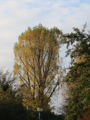 Populus × canadensis