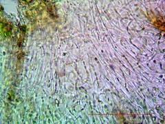 Collema subnigrescens