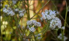 Hartwrightia floridana