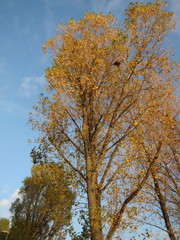 Populus × canadensis