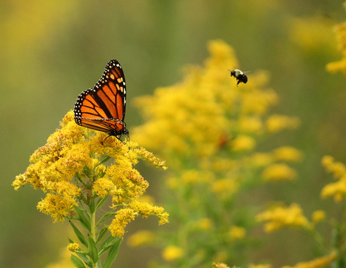 Monarch photographed in Arkansas