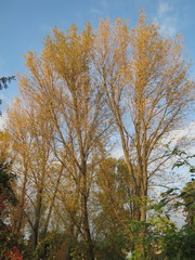 Populus × canadensis