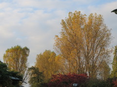 Populus × canadensis