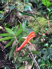 Columnea rubricaulis