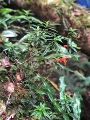 Columnea rubricaulis