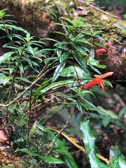 Columnea rubricaulis