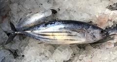 Katsuwonus pelamis
