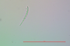 Collema subnigrescens