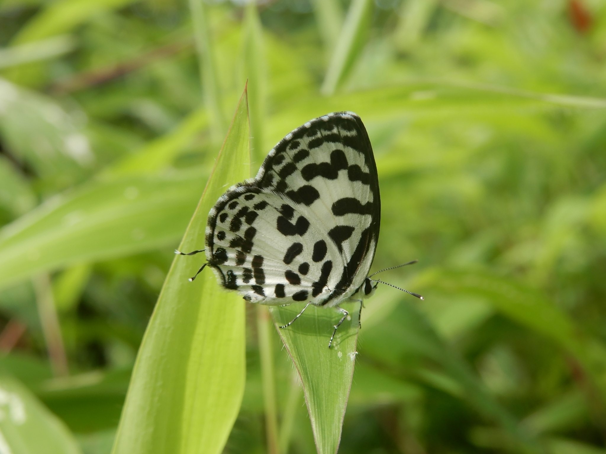Common Pierrot