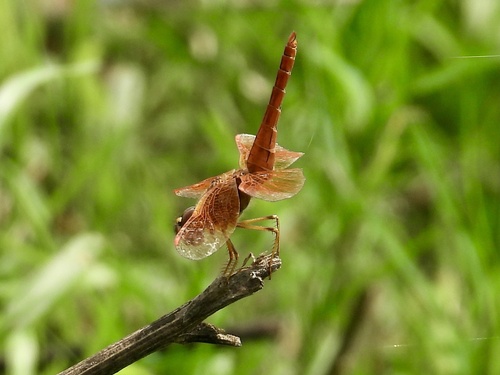 Ditch Jewel