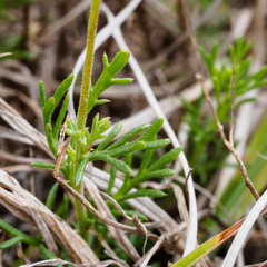 Brachyscome rigidula