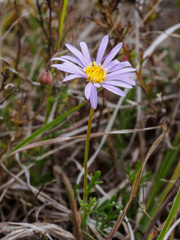 Brachyscome rigidula