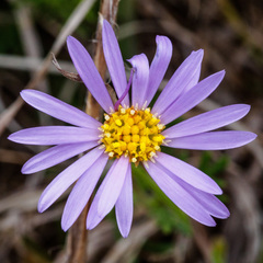 Brachyscome rigidula