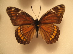 Limenitis arthemis x archippus