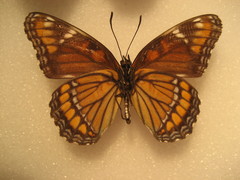 Limenitis arthemis x archippus