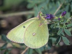 Colias philodice eriphyle