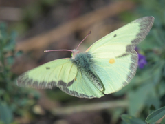 Colias philodice eriphyle