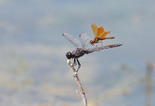 Eastern Amberwing photographed in Ohio