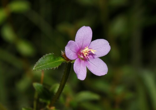 Camasey-de-Charco (Acisanthera quadrata)