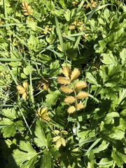 Argentina anserinoides