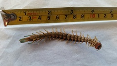 Cormocephalus rubriceps