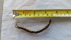 Cormocephalus rubriceps