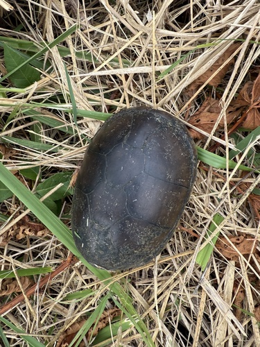 Kinosternon subrubrum subrubrum