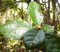 Vitex oscitans